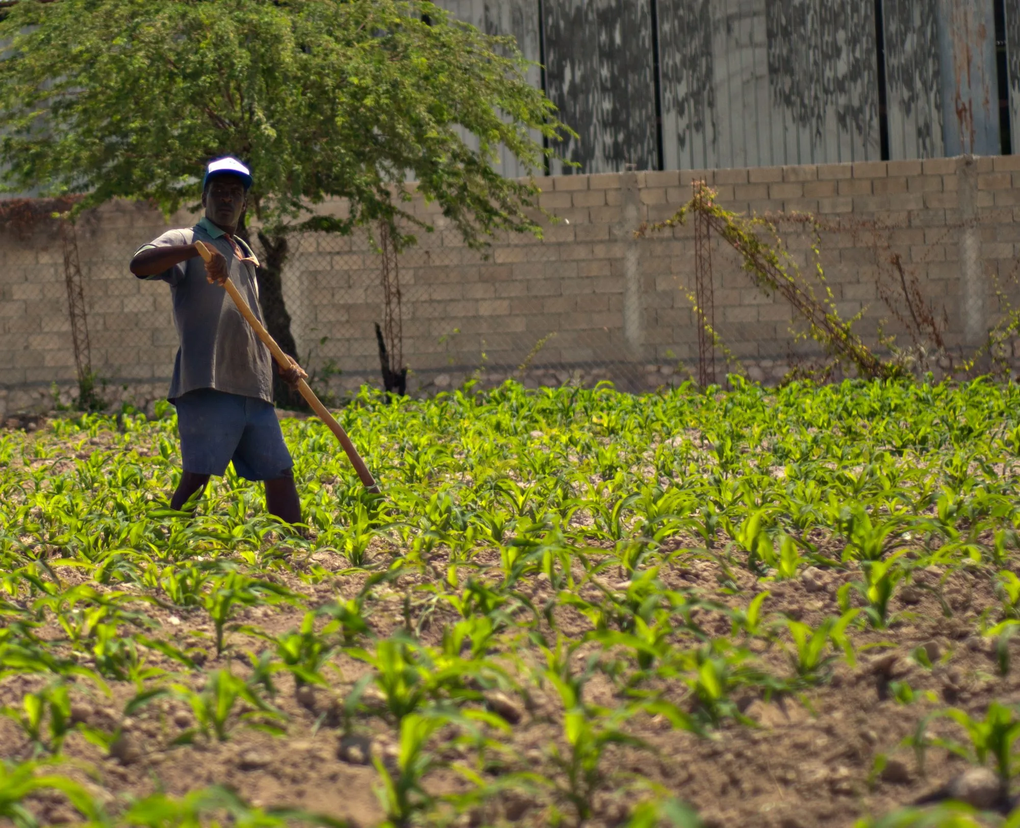 Farmer working crop rows in a Caribbean field